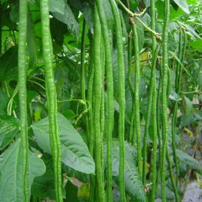 Harga Kacang Panjang di Mestong Murah